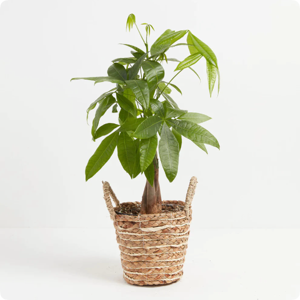 demo product